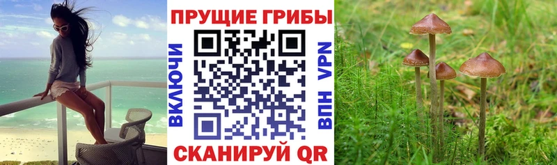 Псилоцибиновые грибы Cubensis  Алагир 
